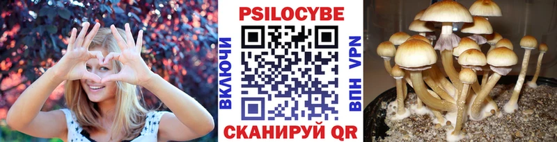 блэк спрут онион  Звенигород  Галлюциногенные грибы Psilocybine cubensis 